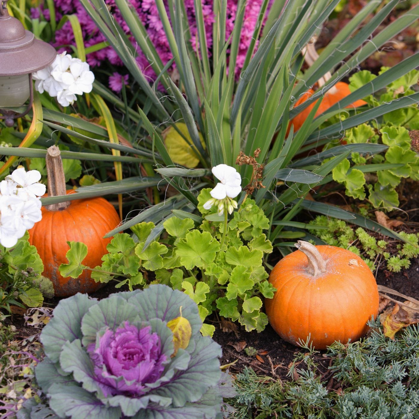 25 Ideias Inspiradoras para Transformar Seu Jardim de Outono e Criar uma Aparência Deslumbrante